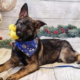 German Shepherds from RoseHaven Kennel