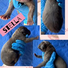 STELLA - Chocolate female Great Dane puppy in Wellsville, New York from Prophecy Danes