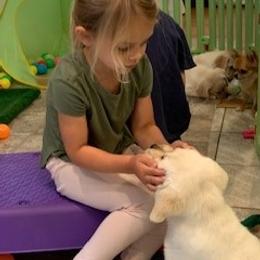 Chihuahua and Labrador Retriever Puppies from Cranbrook Kennels
