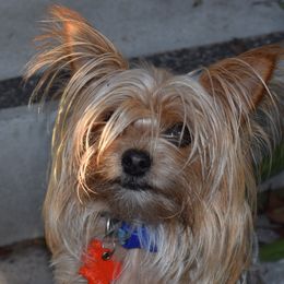 Biewer Terriers and Yorkshire Terriers from NorCal Terrier Kennel