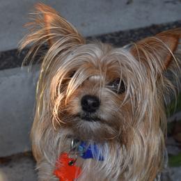 Biewer Terriers and Yorkshire Terriers from NorCal Terrier Kennel