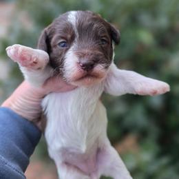 Lucy - Parti female Schnoodle puppy in Timmonsville, South Carolina from For the LOVE of Poodles, Doodles and Sheepdogs