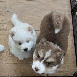 Pomsky Puppies from JadesPomskyResort