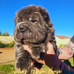 Wednesday AKA ZaZa - Blue female Chinese Shar-Pei puppy in Tucson, Arizona from Joplin's Hippo House