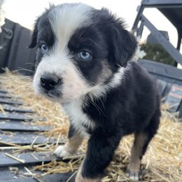 Australian Shepherd Puppies from Wagon Wheel Aussies