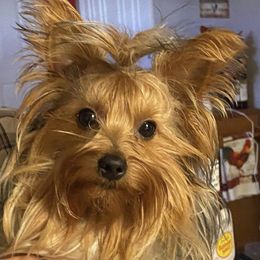 Misty - Yorkshire Terrier