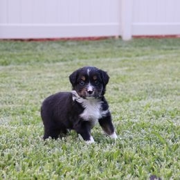 Miniature Australian Shepherd Puppies from Rolling Waves Mini Aussie