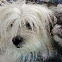 Shih Tzus from Haney Alan's Shih Tzus