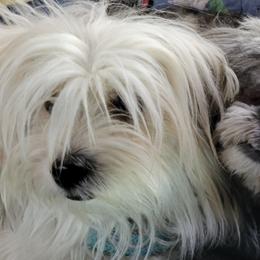 Shih Tzus from Haney Alan's Shih Tzus