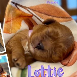 Lottie - Red female Cavapoo puppy in El Dorado Springs, Missouri from Cavish's Missouri Cavaliers, Cavapoos, and Miniature Poodles