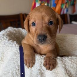 Purple - Yellow female Labrador Retriever puppy in Gillete, Wyoming from Red Prairie Retrievers