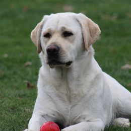 Juni - Labrador Retriever