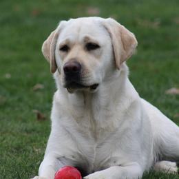 Juni - Labrador Retriever