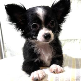 GIULIA - Black and white female Chihuahua puppy in Branford, Florida from Mbjs Doxies and chihuahuas