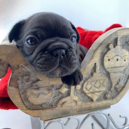 Carolina - Brindle and white female French Bulldog puppy in Vancouver, Washington from Leash Candy Frenchies