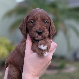 Rose - Red  female Goldendoodle puppy in Palm Harbor, Florida from Macis Golden Doodles