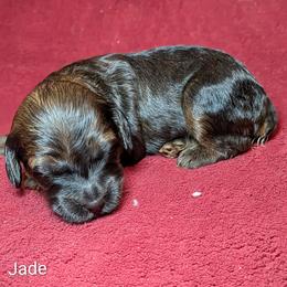 Jade - Brown and tan female Cockapoo puppy in Sunset, Louisiana from Cano Cockapoos