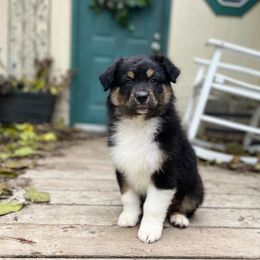 Australian Shepherd Puppies from HCA Aussies