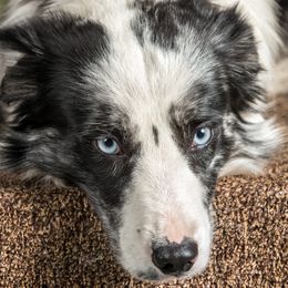 Border Collies from Go West Border Collies