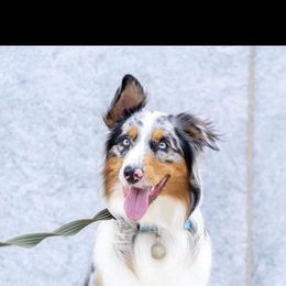 Australian Shepherd Puppies from Diamond Aussies N the Rough