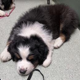 Sarge - Black tri-color male Australian Shepherd puppy in Brownsville, Pennsylvania from Robyne's Aussies