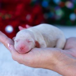 Echo - Cream male Dachshund puppy in Fort Myers, Florida from Blossom Paws