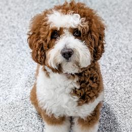 Mabry - Goldendoodle