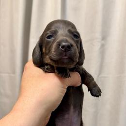 Blue and tan girl - Blue and tan female Dachshund puppy in Centralia, Washington from FairyTail Dachshunds