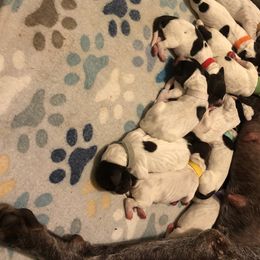 German Shorthaired Pointer Puppies from Pinecrest German Shorthair Pointers