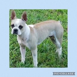 Jasmine - Boston Terrier