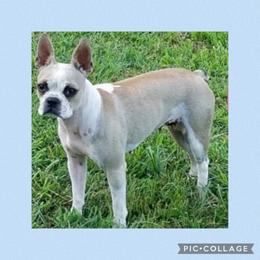 Jasmine - Boston Terrier