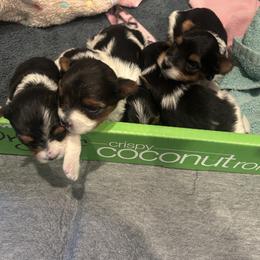 Biewer Terrier Puppies from Nest of Wellbeing’s Biewers