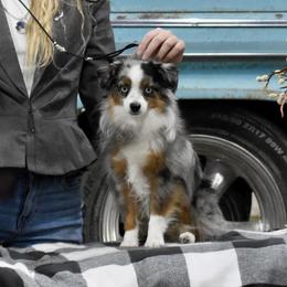 Dreamer - Toy Australian Shepherd