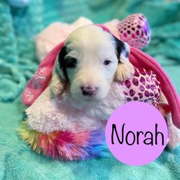 Sheepadoodle Puppies from Sunflower Family Farms