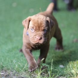 Song - Red male Cane Corso puppy in Lusby, Maryland from Coastal View Kennels