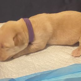 Dilute Retriever and Labrador Retriever Puppies from Moran’s Lab’s