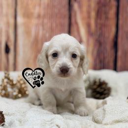 Willow - Cream female Dachshund puppy in Nashville, Arkansas from Cuddles n Curls