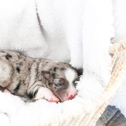 Miniature Australian Shepherd Puppies from Yarborough Kennels