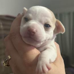 Boy 1 - Fawn and white male Chihuahua puppy in Lees Summit, Missouri from Divine K9s LLC