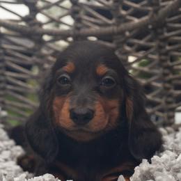 Oak - Black and tan male Dachshund puppy in Tampa, Florida from EntityDachs
