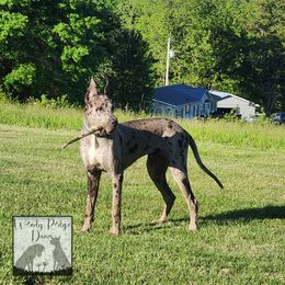 Ruger - Great Dane