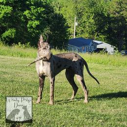 Ruger - Great Dane