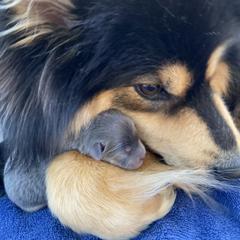 Finnish Lapphund Puppies from Forest Trail Finnish Lapphunds