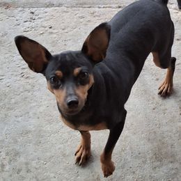 Miniature Pinscher puppies from Meek's Min Pins