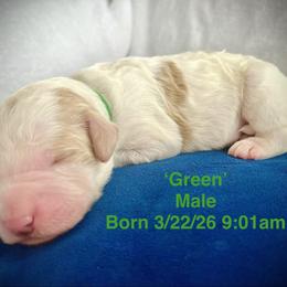 Green - Parti male Goldendoodle puppy in Helena Valley Northeast, Montana from Joy Meadows Goldendooles
