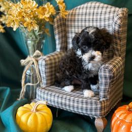 Allspice - Black male Poodle puppy in Caldwell, Idaho from Leila Pearson