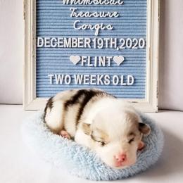 American Corgi and Pembroke Welsh Corgi Puppies from Whimsical Treasure Corgis