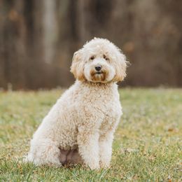 Mia - Goldendoodle