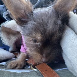 Yorkshire Terrier Puppies from MCM Acres