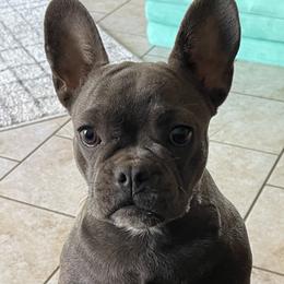 Gemma - French Bulldog
